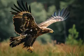 蛇年好奇问！世界上有哪些蛇“打不过”的动物？图片