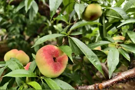 青浦本地蟠桃上市啦，快来尝鲜图片