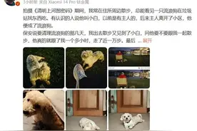 张颂文领养了流浪狗小白 以前有主人 后来主人离开了小区图片
