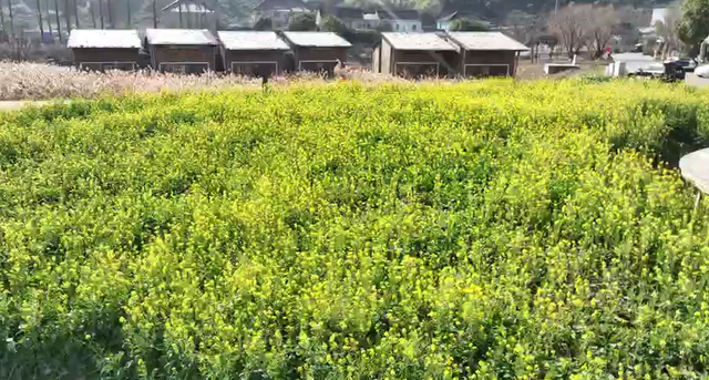 浙江冬日花海“提前营业” 赏花游激活文旅“小阳春”