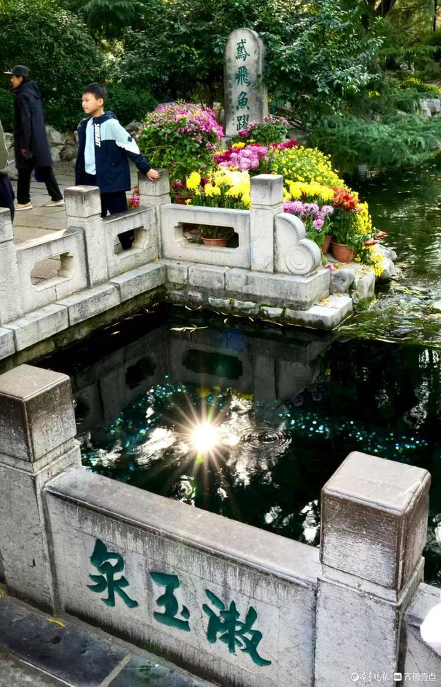 初冬暖意融融，快来趵突泉看菊花展