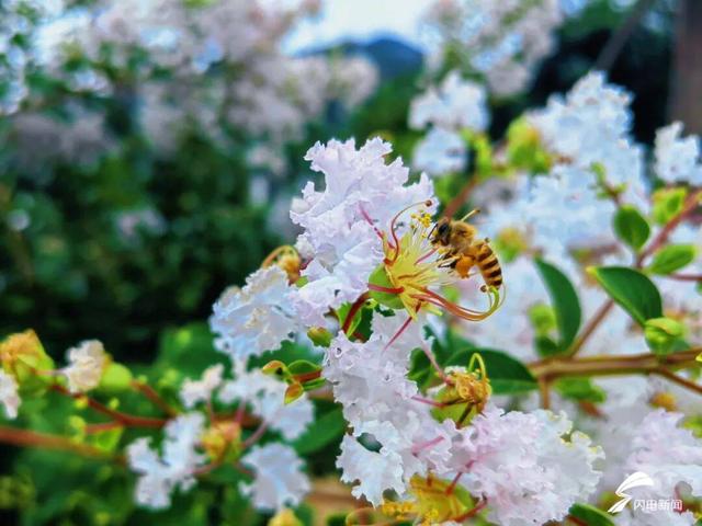 组图丨泰山虎山公园：紫薇花开 惊艳盛夏