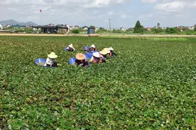 当涂县：“错季”菱角争“鲜”上市图片