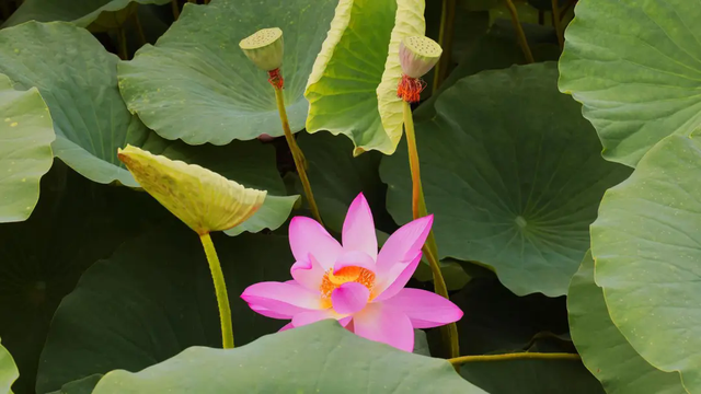 铁岭：一汪碧水“重生记”！“大莲花”荷香浮动迎客来