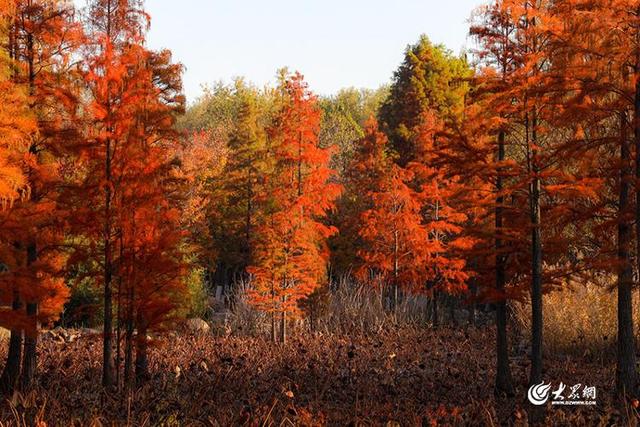 四季予你丨流动的油画！鱼鸟河水杉林上演“渐变魔法”