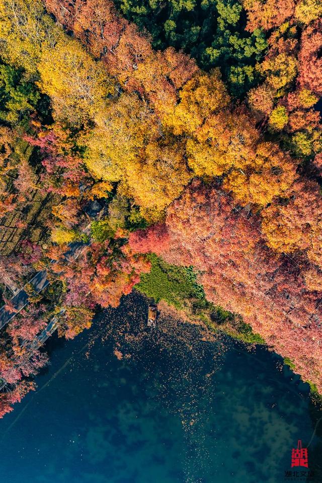 出片率100%！湖北的秋天太卷了