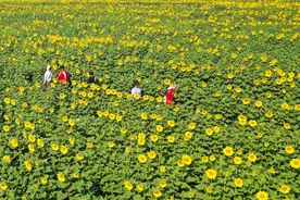 淮北相山区：夏日葵花盛开 惊艳和美乡村图片