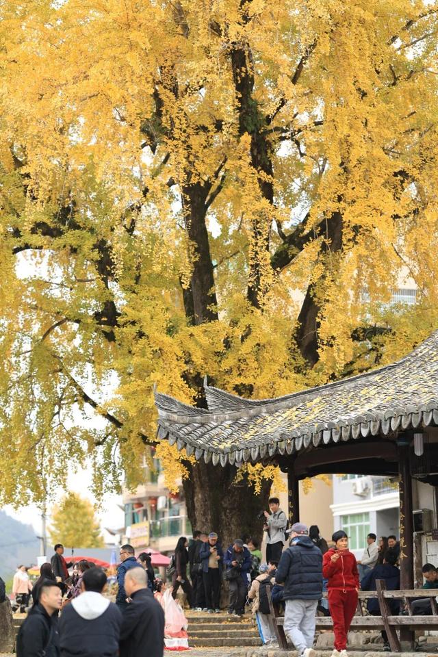 永嘉424岁的古银杏太美了