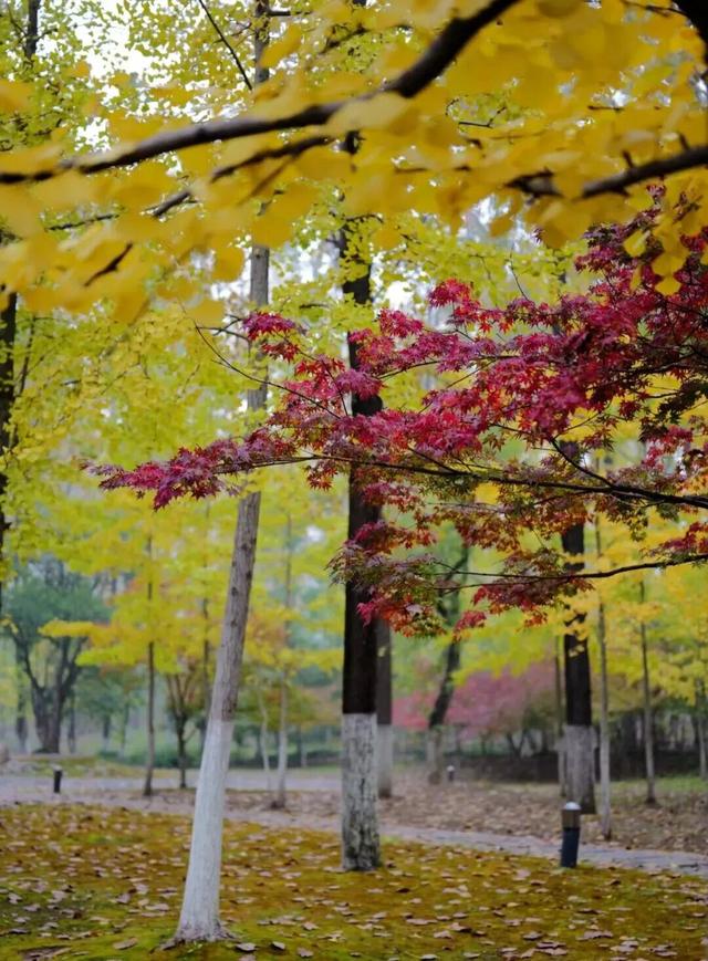立冬第一游去哪里？淮安5处目的地，这个时节美翻了！
