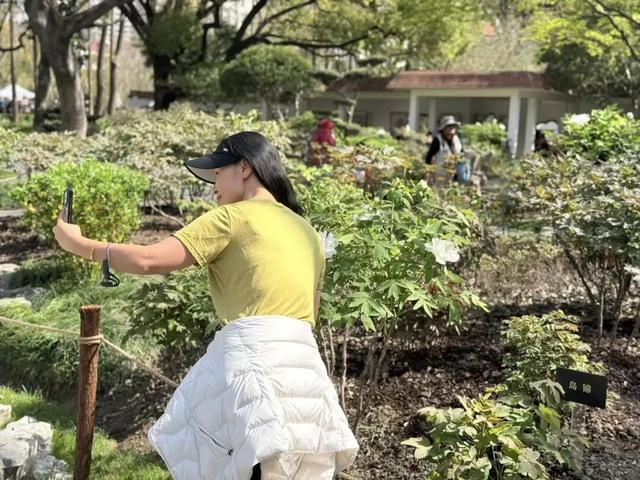 国色天香醉申城，市民共赏“花中之王”春季芳华