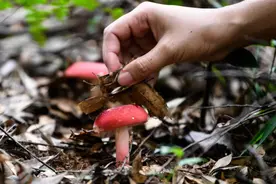 突然爆火！成都有人凌晨3点组团开捡！专家紧急提醒：危险图片