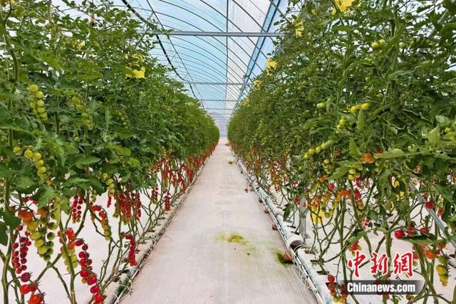 人这一辈子，一定要来宁夏见证“籽籽同心”的力量！