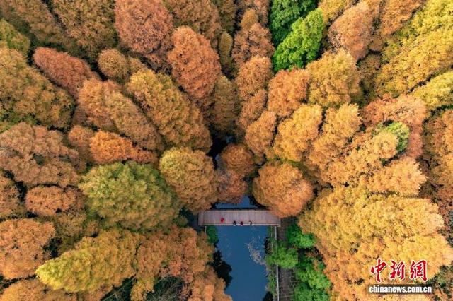 大自然的冬日画作 重庆南川万亩彩林美如画