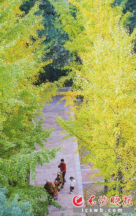 在长沙捡个秋 | 组图