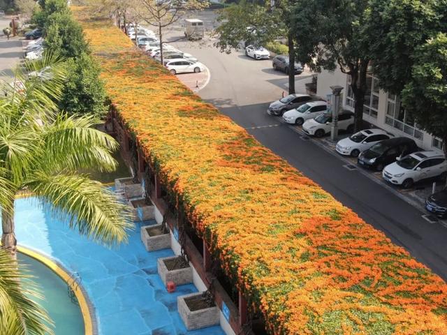 江门惊现“橙红瀑布”！马上解锁冬日限定→