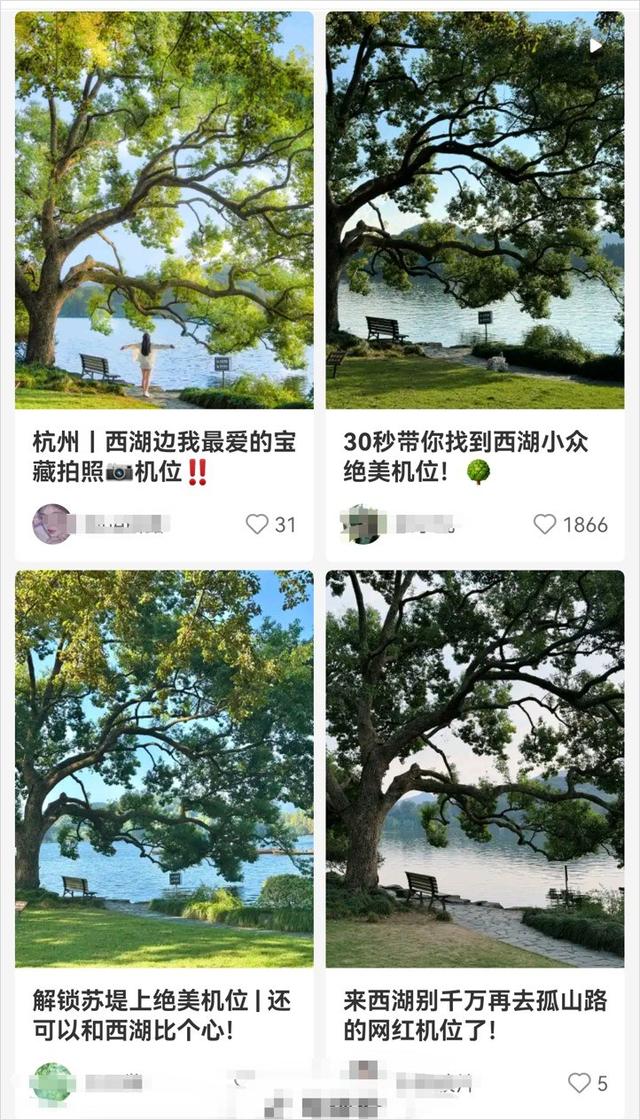 每一棵都独一无二，杭州这些“漂亮树”成热门打卡点
