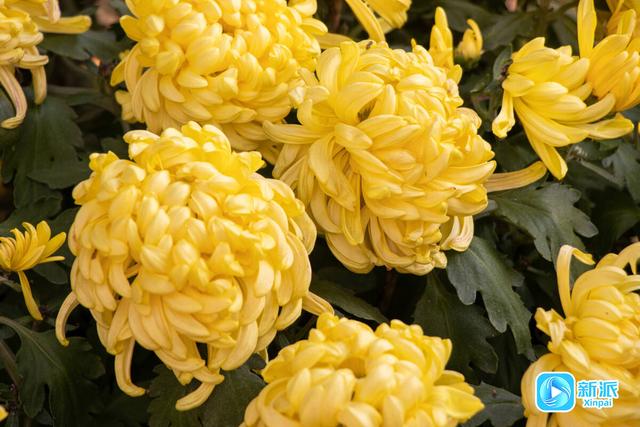 自然之美融人文之韵，潍坊植物园绘就秋日雅致画卷