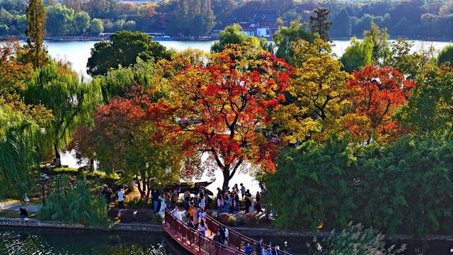 南京莫愁湖“网红”乌桕，层层叠叠的斑斓把秋意拉满