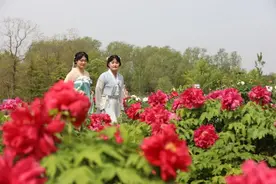 安徽淮北：南湖牡丹花正艳图片