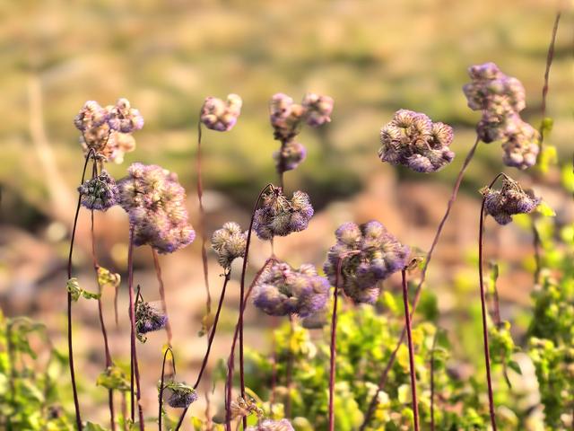 冬日的北京路县故城遗址公园：萧瑟中的浪漫