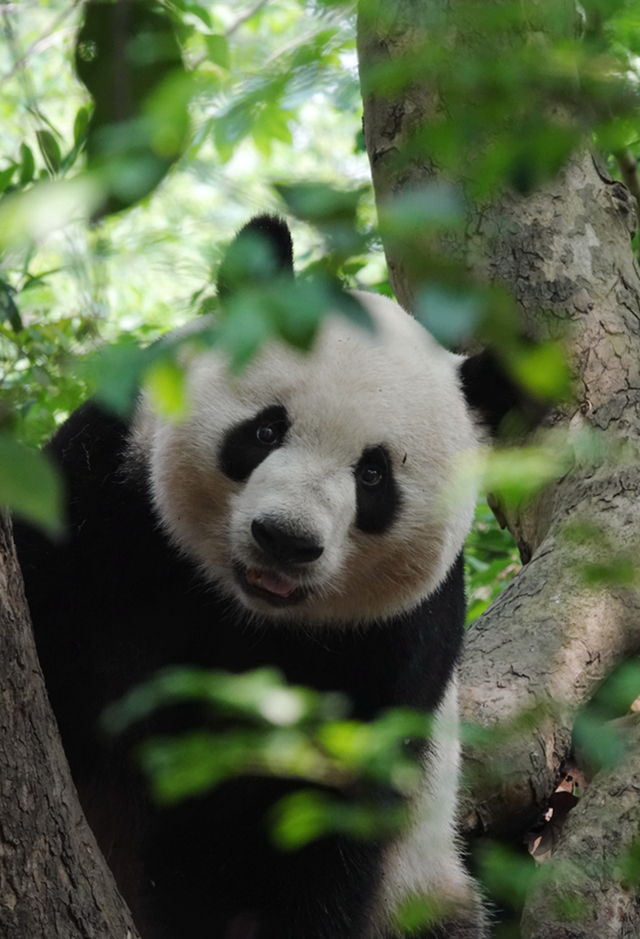 这一次，不得不去绵阳了！