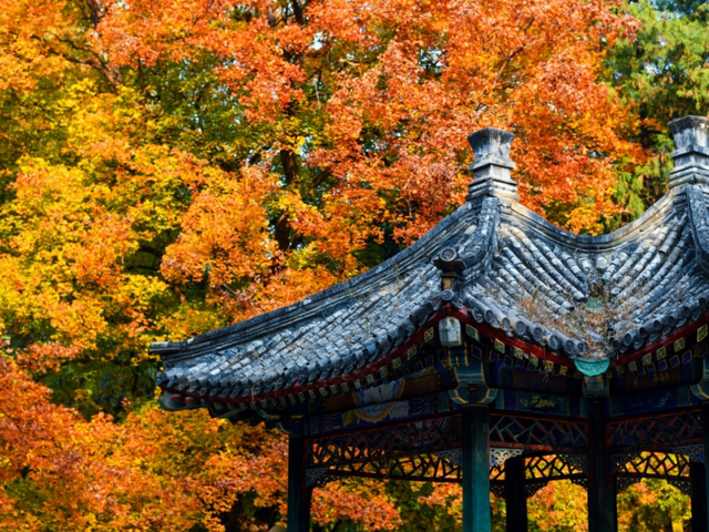 不必扎堆地坛公园！东城区赏秋攻略，一图收藏