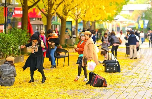 早安，长宁丨黄金城道“杏”定美景来啦～