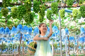 临沂：葡萄成熟采摘乐图片