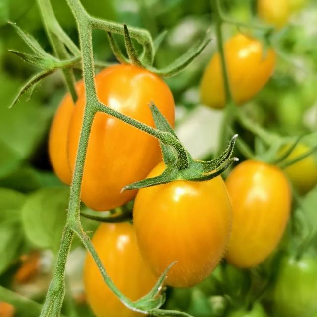 赏花撸萌宠、水果采摘、围炉煮茶……来珠海这里跨年，太精彩！