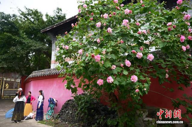 四川成都：芙蓉花扮靓红墙黛瓦 市民打卡古风古韵景观