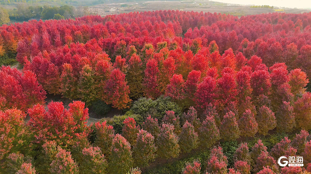 “枫”景无限好，乡村入画来