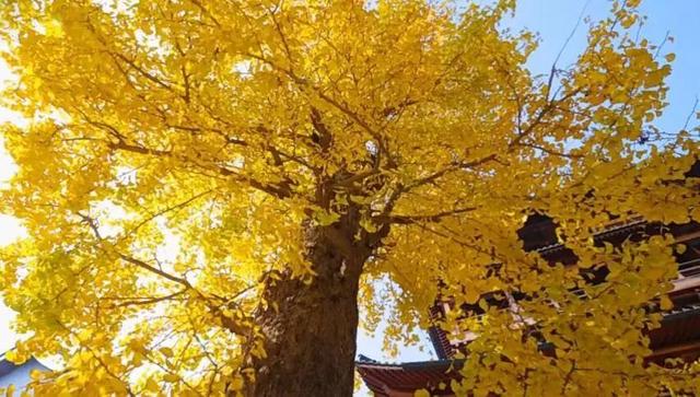 金灿灿的浓度到顶格！浙两天就是最佳观赏期