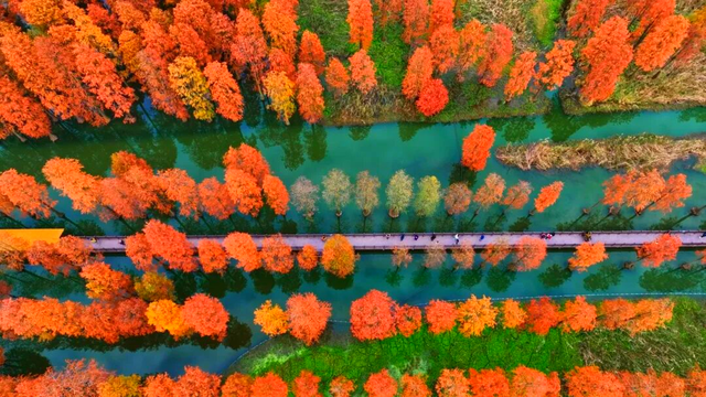 杉树红了！魔都藏着绝美水上森林→