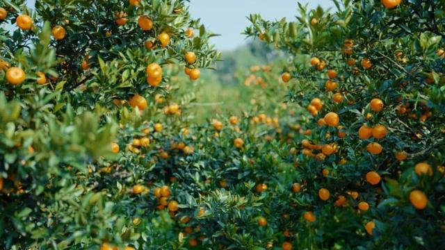 组个“橘” “宜”起“都”来解锁新乐趣→