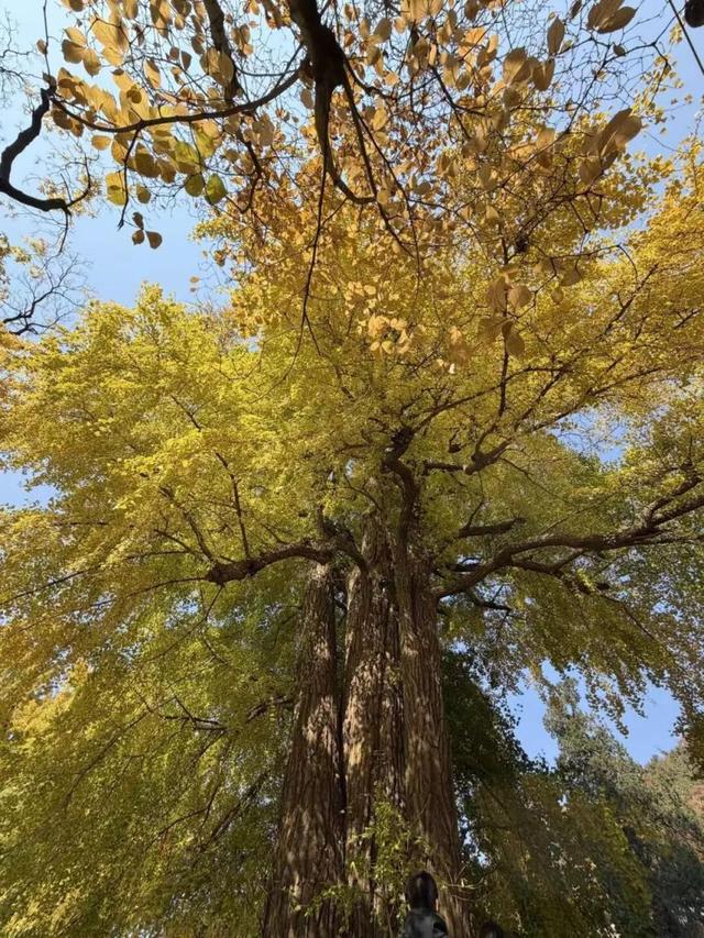 满枝金黄！门头沟千年古银杏进入最佳观赏期