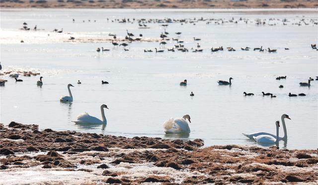 景美如诗居延海