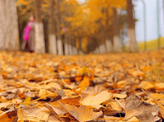 太美了！这个秋天，来石首牛皇庙打卡吧！