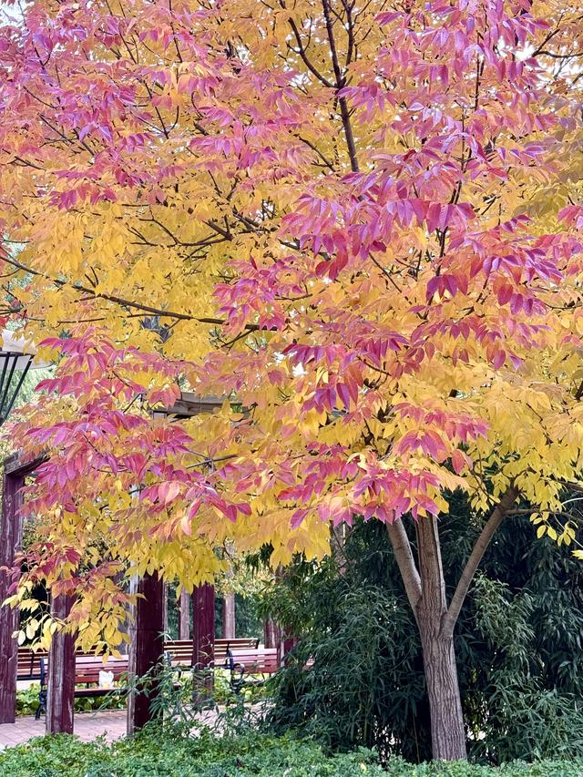 秋天最后一个节气来了，北京到底有多少种颜色？