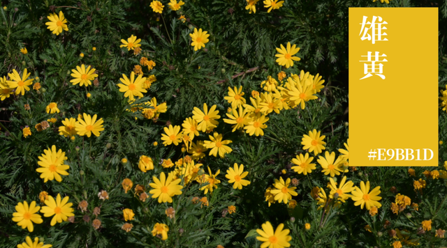 来横沙岛的秋风里，寻一抹中国黄