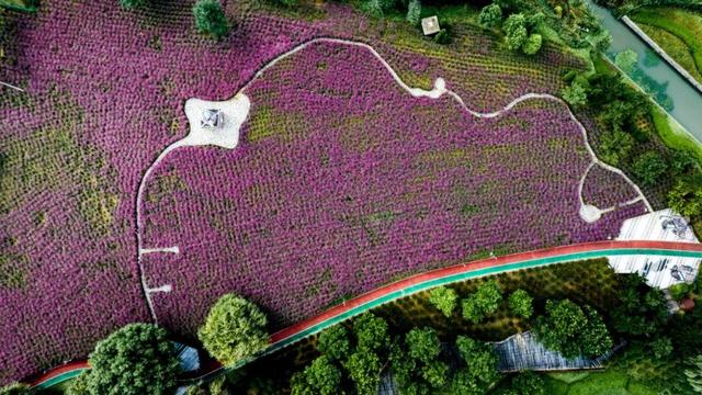 威海环翠羊亭河公园粉黛花海美如画
