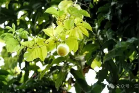 普洱江城：速来“get”百香果的多种吃法图片