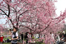武汉东湖樱花园倡议文明赏樱，不携带宠物、扶梯、高脚凳入园图片