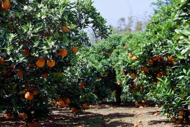 赏花、摘果、逛古镇，玩一天根本不够！