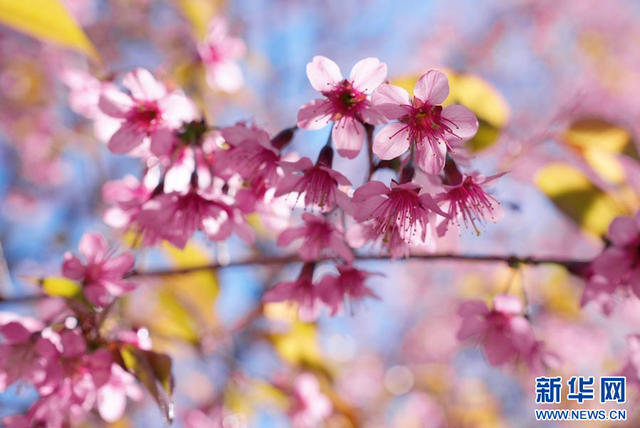 云南陇川：古树樱花把冬天染成粉色