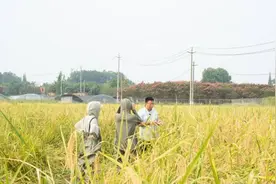 “禾下乘凉梦”在成都走进现实 1.8米高的“巨型稻”丰收图片