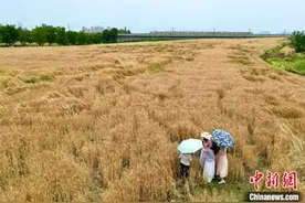 四川成都：民众打卡金色麦田景观图片