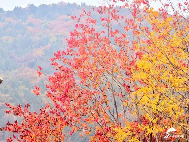 组图丨泰山天外村新植乌桕叶正红 这才是初冬该有的样子