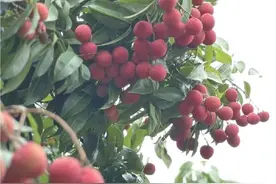 五月妃子笑 六月糯米糍图片