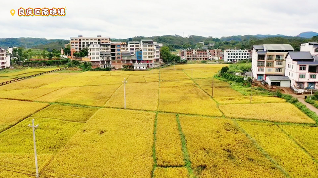 随手拍出电影感！良庆这片金色稻田，美到犯规！