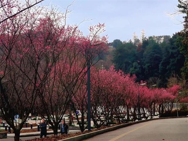 爽玩南明丨南明区：四季有花绘美景 绽放文旅新活力
